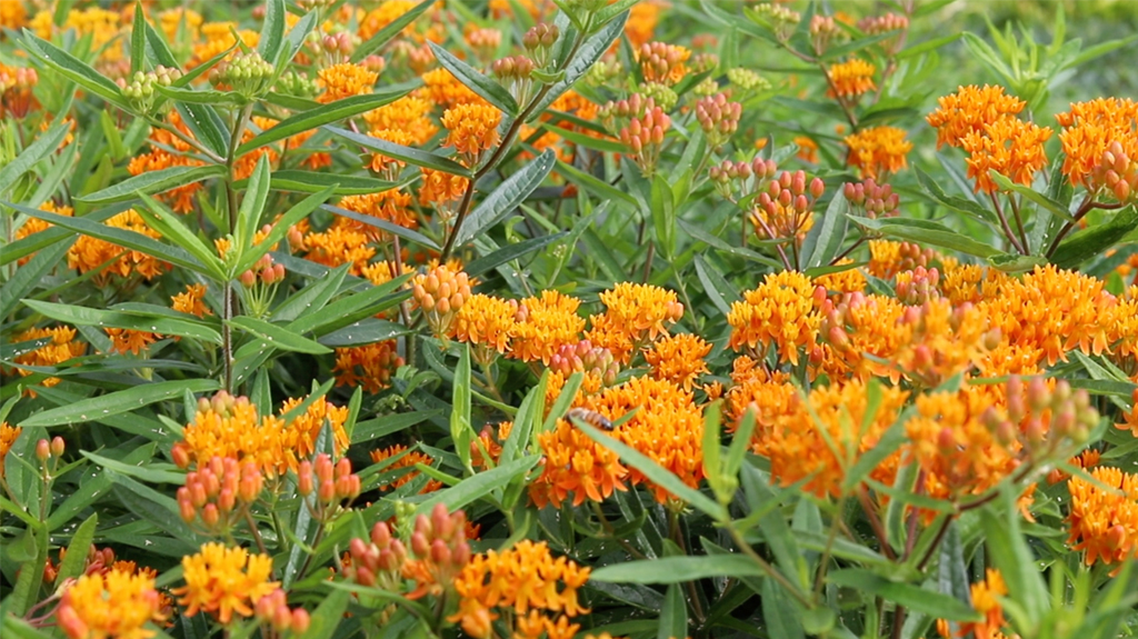Orange Butterfly Weed Hosting Butterflies