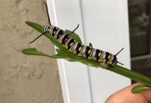queen caterpillar