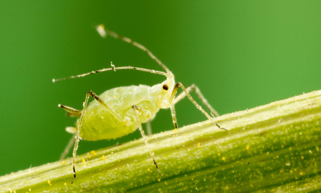 Aphid
