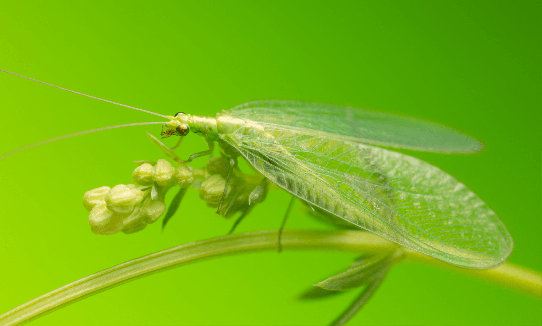 Lacewing