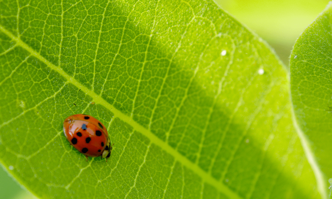 Ladybug