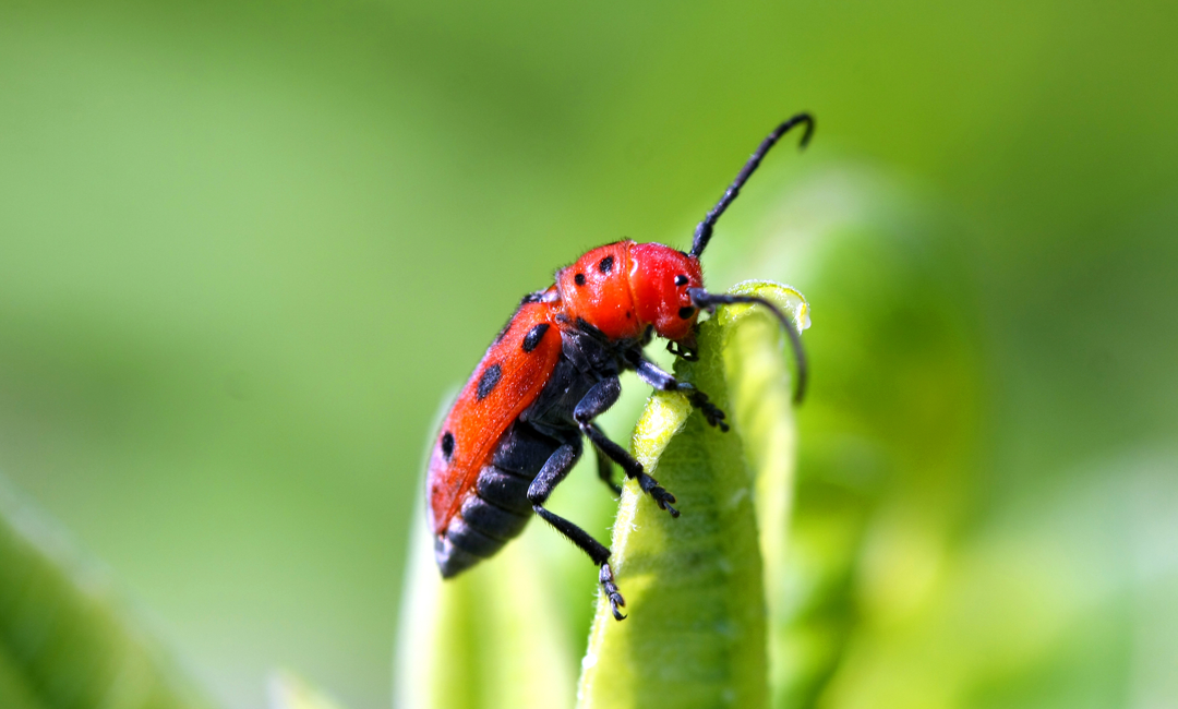Milkweed-Beetle