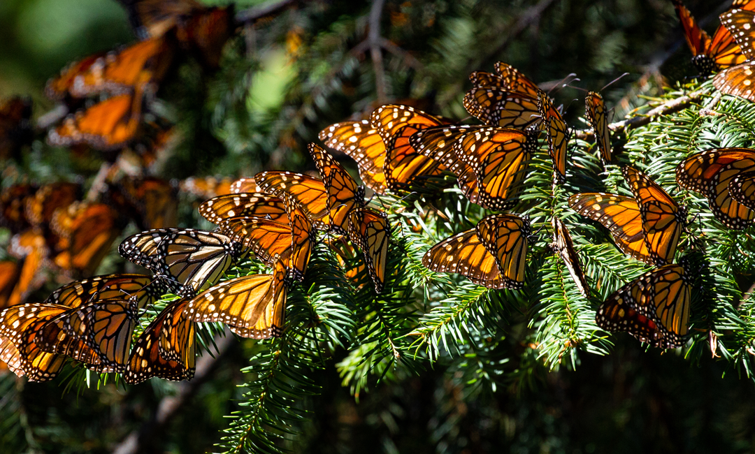 Migrating Monarchs Right Now