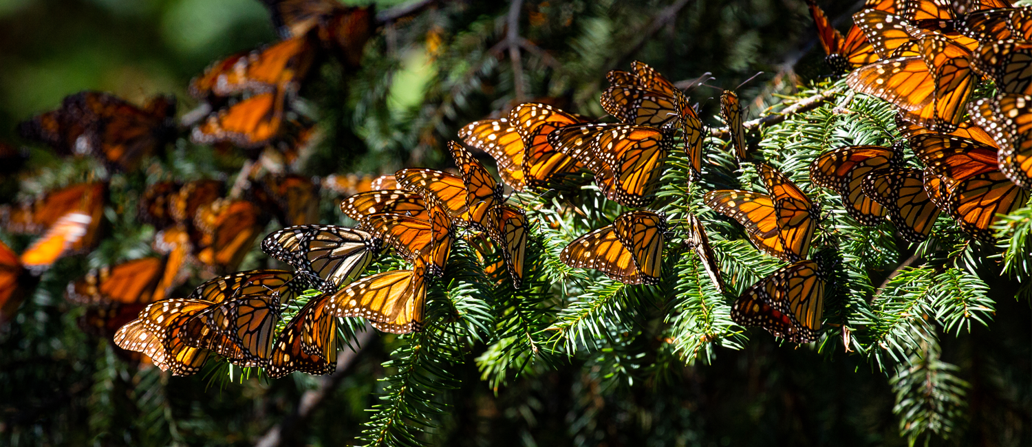 Monarchs in Trees Hanging
