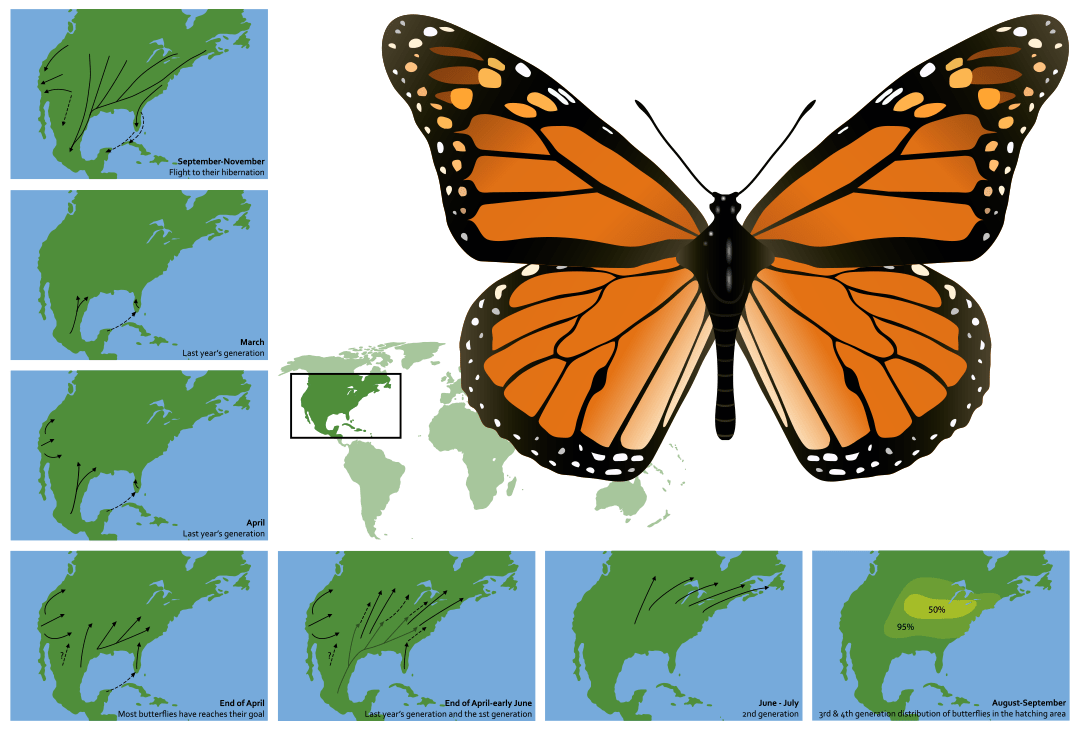 Migrating Monarchs Right Now | Hosting Butterflies