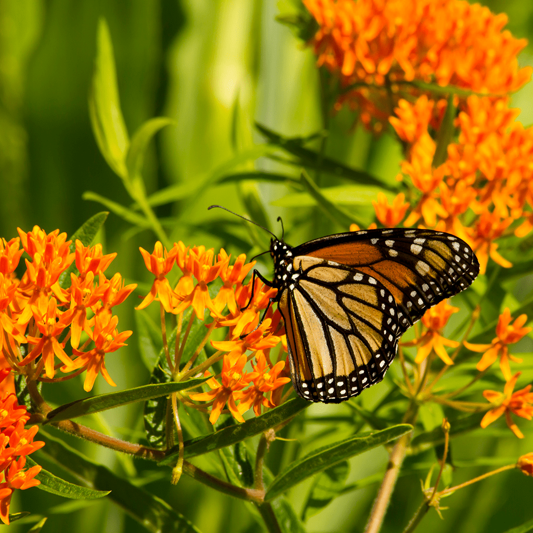 Orange Butterfly WeedTreasure Tag Seed Pack | Hosting Butterflies