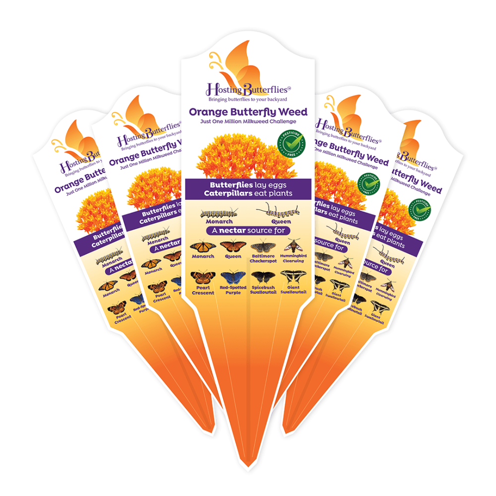 Orange Butterfly Weed Tags