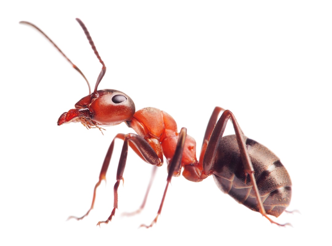 Ant
