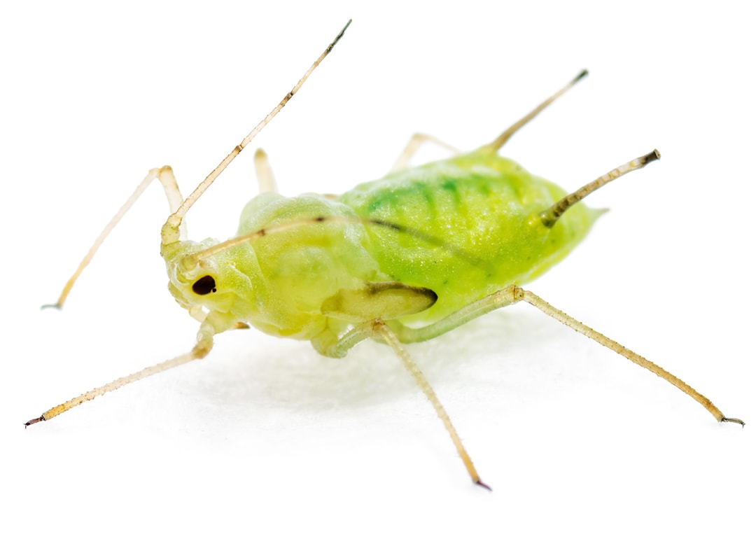 Aphid