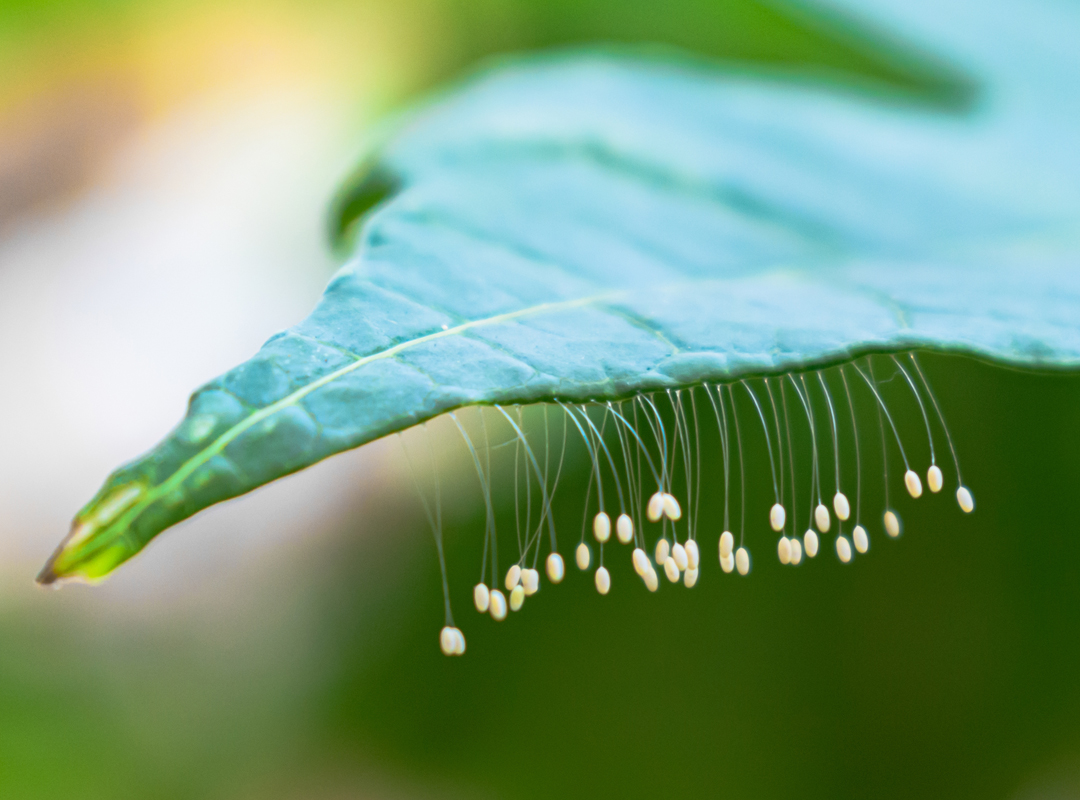 Lacewing-Eggs