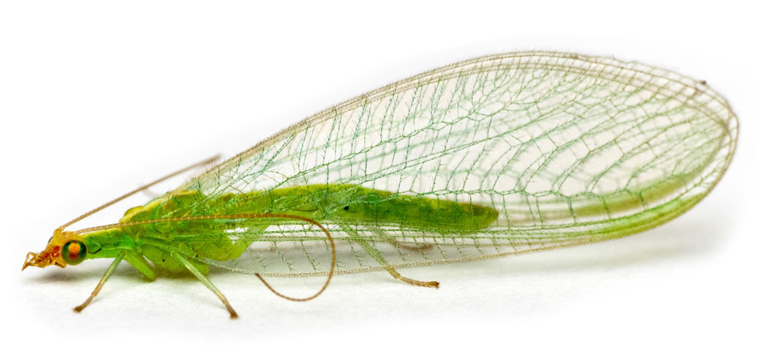 Lacewing