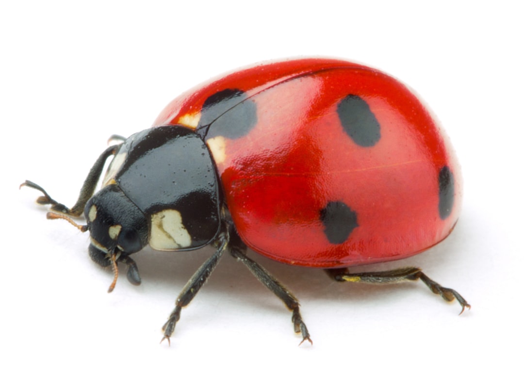 Ladybug