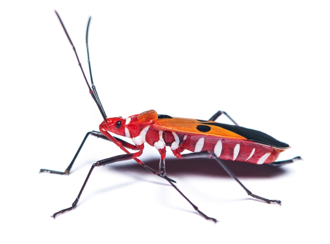 Milkweed Beetle