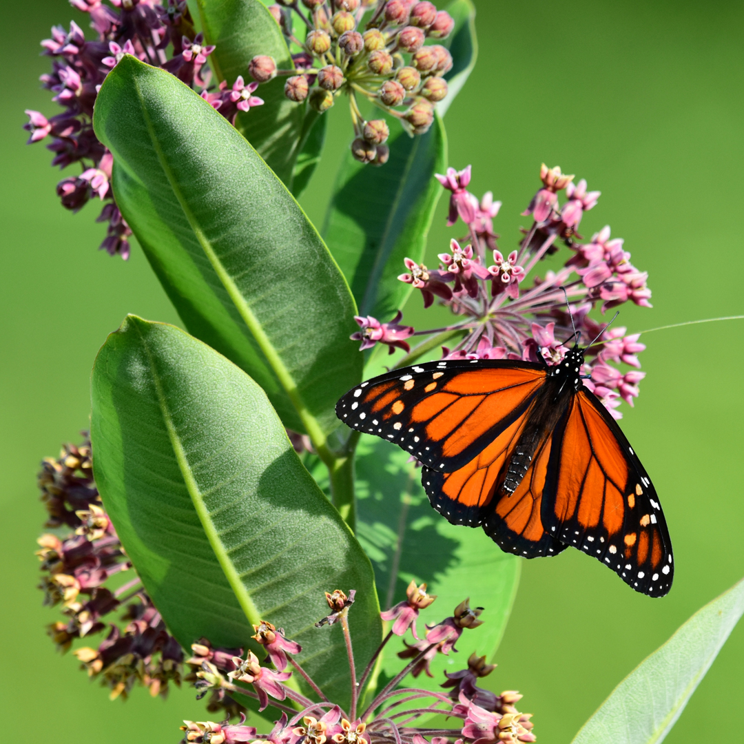 Common Bloom With Monarch