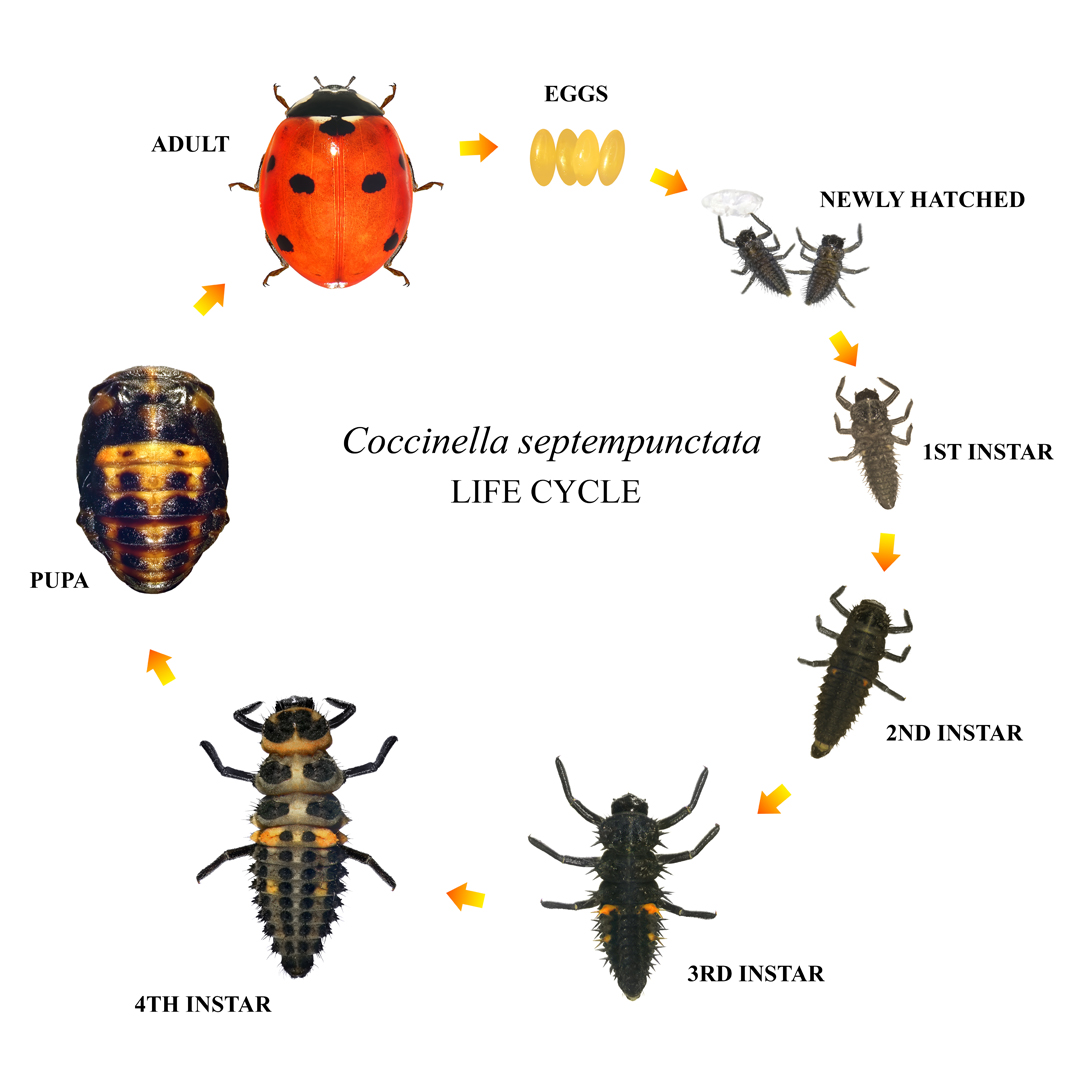 Ladybug Lifecycle